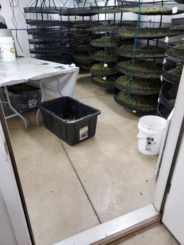 A room of stacked drying racks filled with cannabis buds