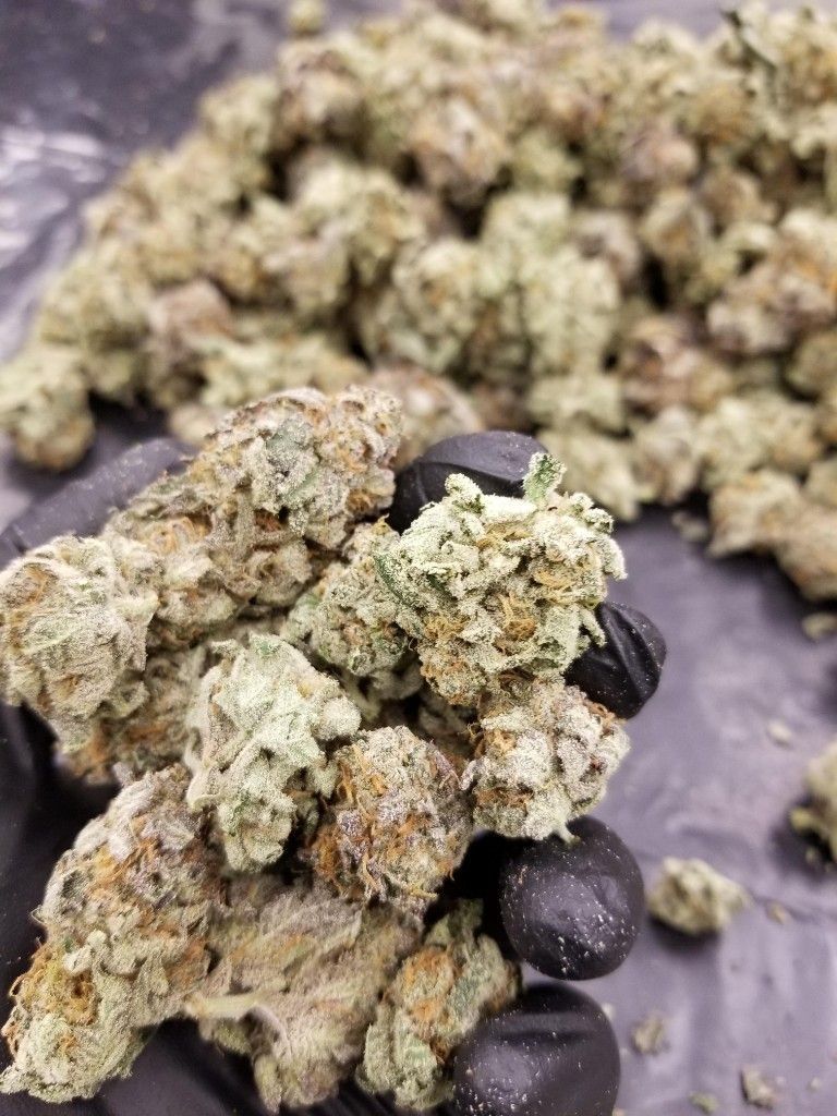 A black-gloved hand holding trimmed cannabis buds, with a larger pile of trimmed flower behind