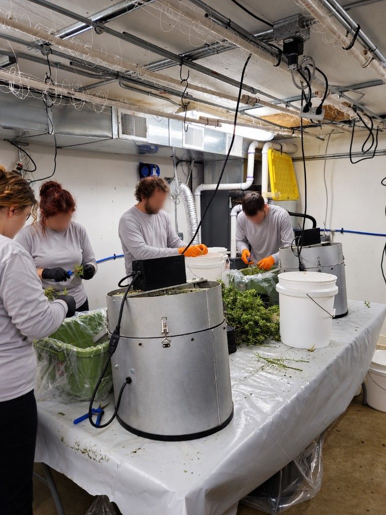 A trimming crew working at metal bucking bins during harvest