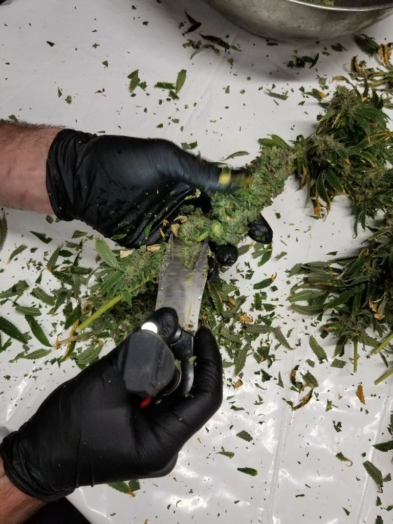 Black-gloved hands using trimming scissors on a fresh cannabis bud